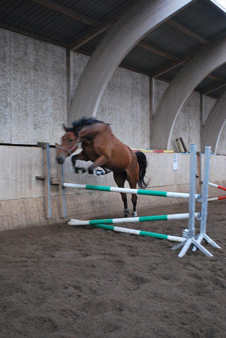 Trakehner Nemo - Løsspringning d. 24.09.11 ca. 90 -100 cm billede 8