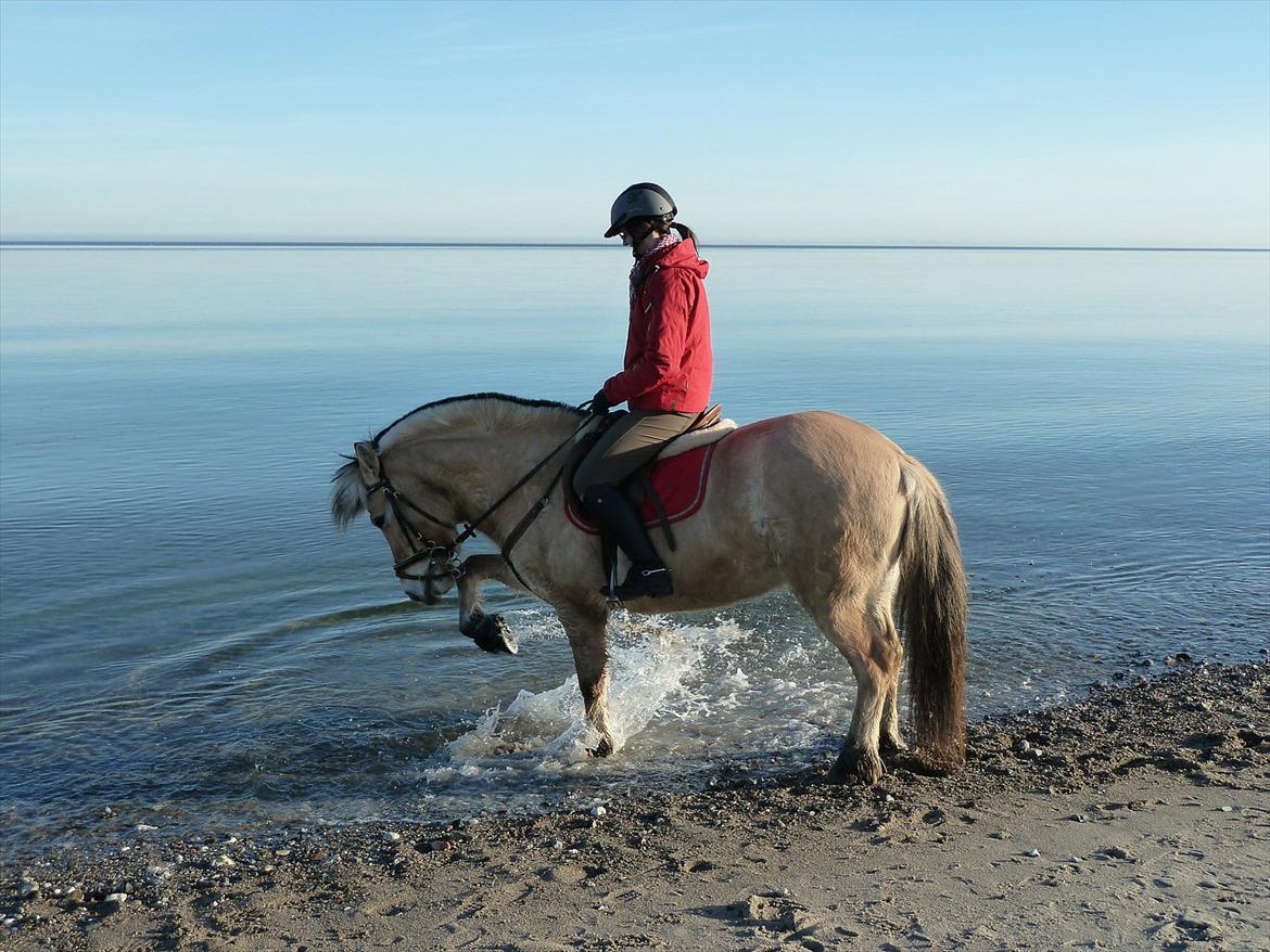 Fjordhest Heidi Træholt - Hun eeeeelsker at plaske i vand ! :D billede 15