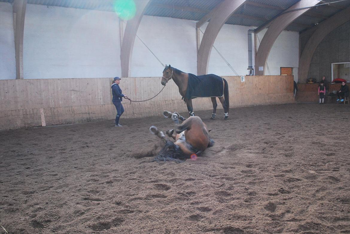Dansk Varmblod Bakkelys Candi billede 19