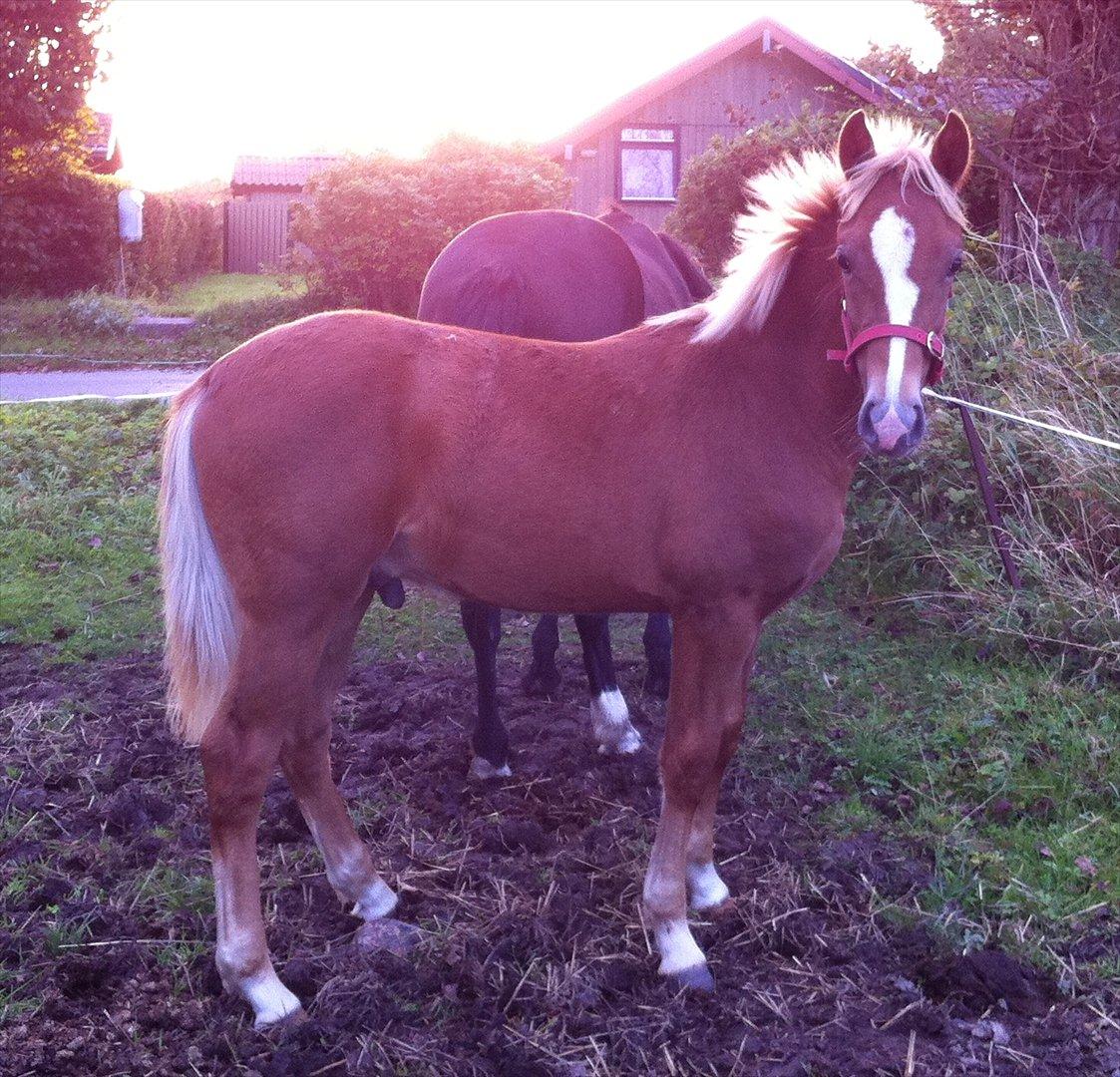 New Forest Søndermarkens Rolf - 24-09-2011 <3 billede 3