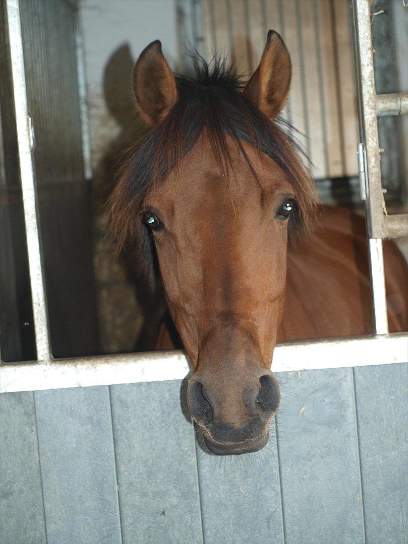 Anden særlig race Franciska - September 2011, første dag <3 Foto: Louise Beck billede 17