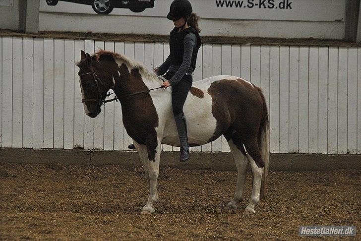 Pinto Dixie - Du er min stjerne<3
Foto: Sasja:-). billede 9