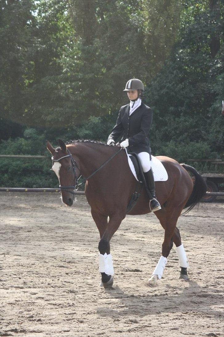 Dansk Varmblod Samson billede 12