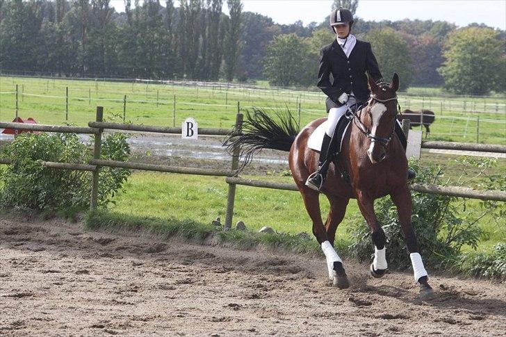 Dansk Varmblod Samson billede 13