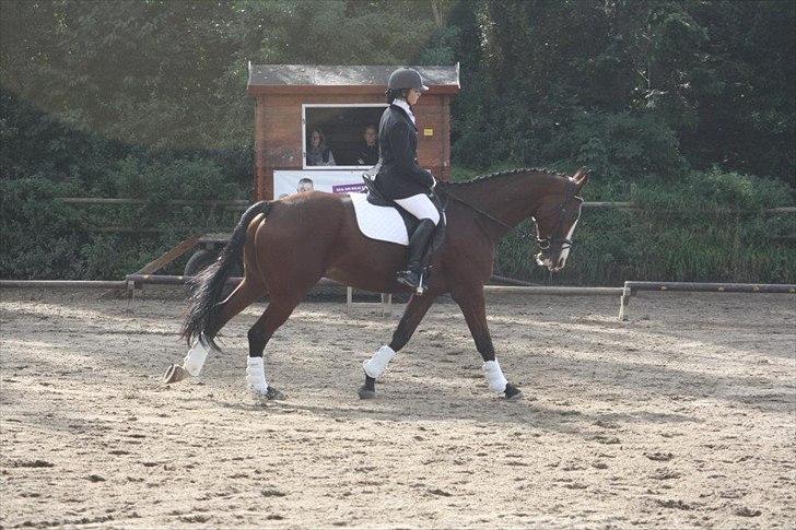 Dansk Varmblod Samson billede 15