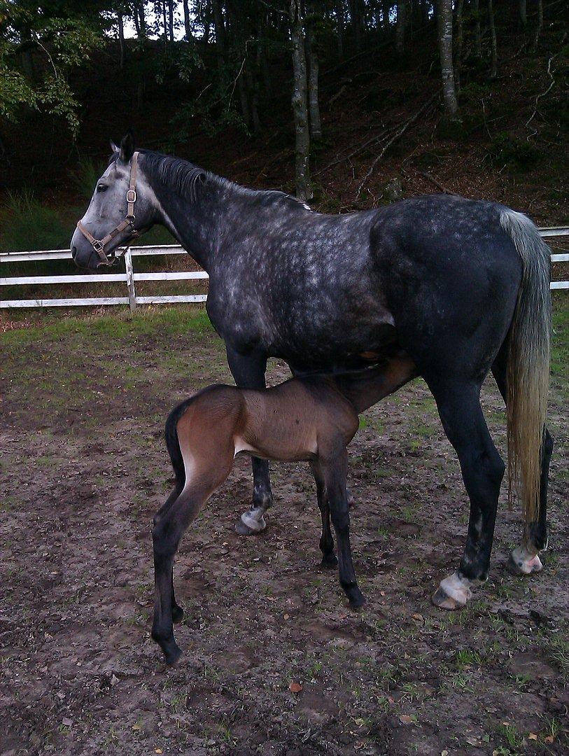 Anden særlig race Egebæks Bailey <3 - ca. 1 uge gammel :)  billede 6