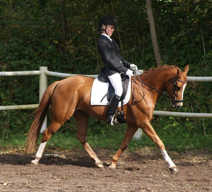 Tysk Sportspony Dimentjiva B-pony - 2. Fotograf Simone Henning. billede 4