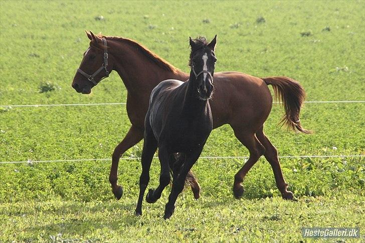 Traver Ikaros Herve - R.I.P - 2 skønne traver :D Og som også er i familie sammen :D billede 4
