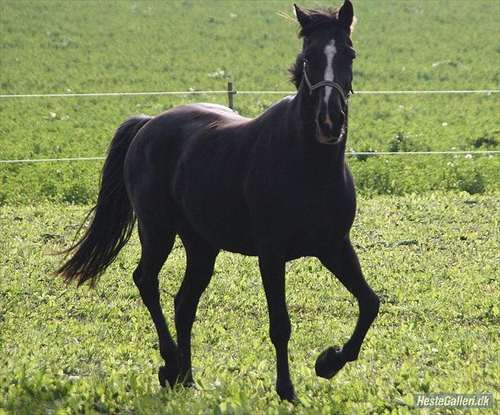 Traver Ikaros Herve - R.I.P billede 5