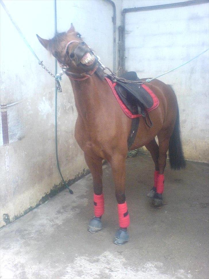 Anden særlig race Franciska - Velkommen til skønne Franciska! billede 1