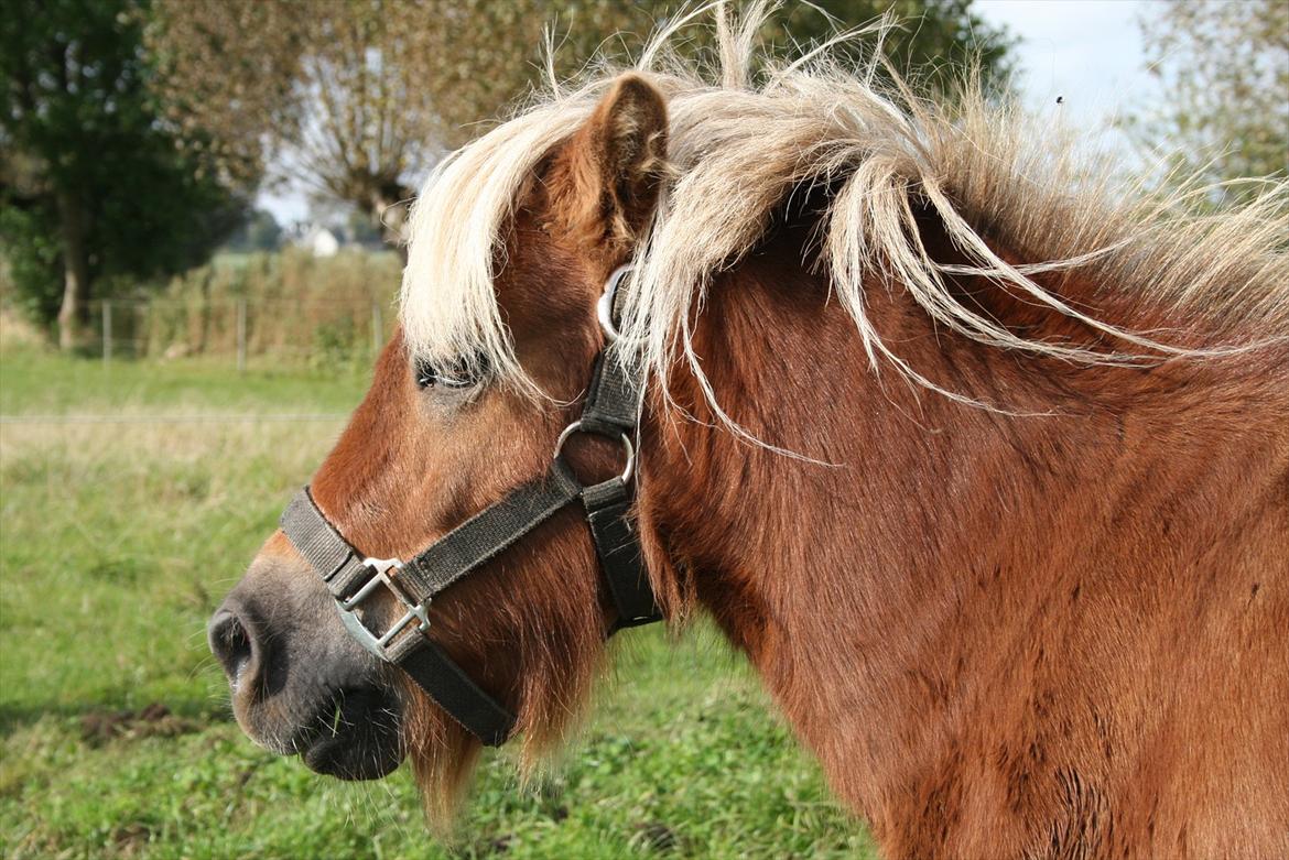 Shetlænder Tarzan billede 1
