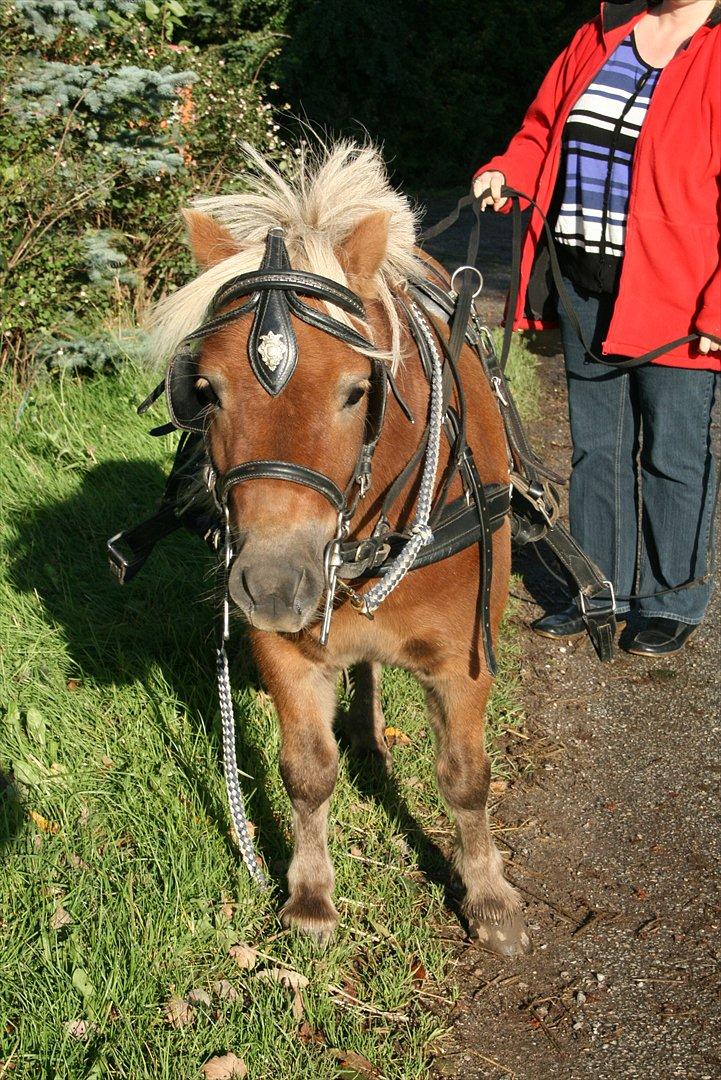 Shetlænder Tarzan billede 2