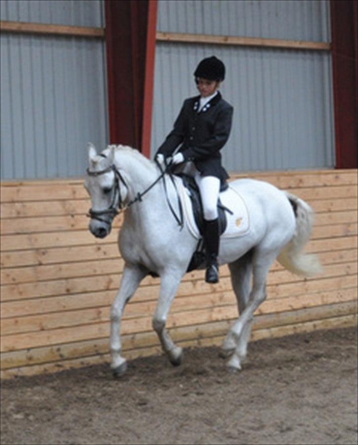 Connemara Hesselbjerggård Safir.  [Tidl. pony] -  ;)  billede 16