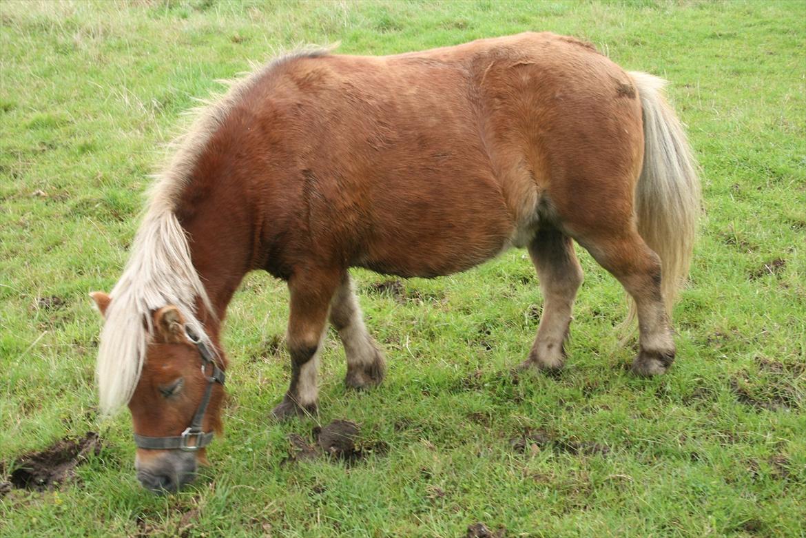 Shetlænder Tarzan billede 3