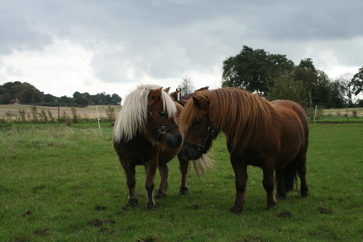 Shetlænder Tarzan billede 4