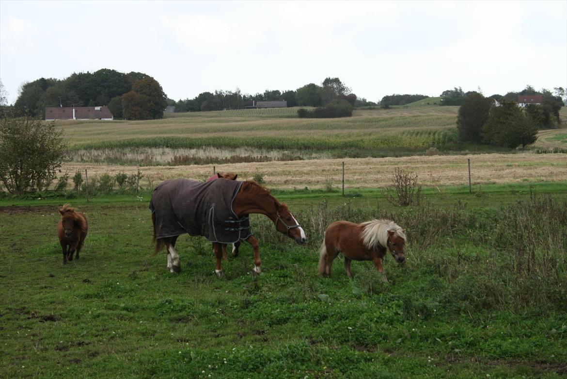 Shetlænder Tarzan billede 5