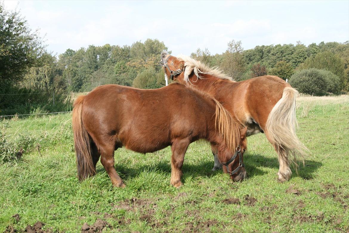 Shetlænder Tarzan billede 6