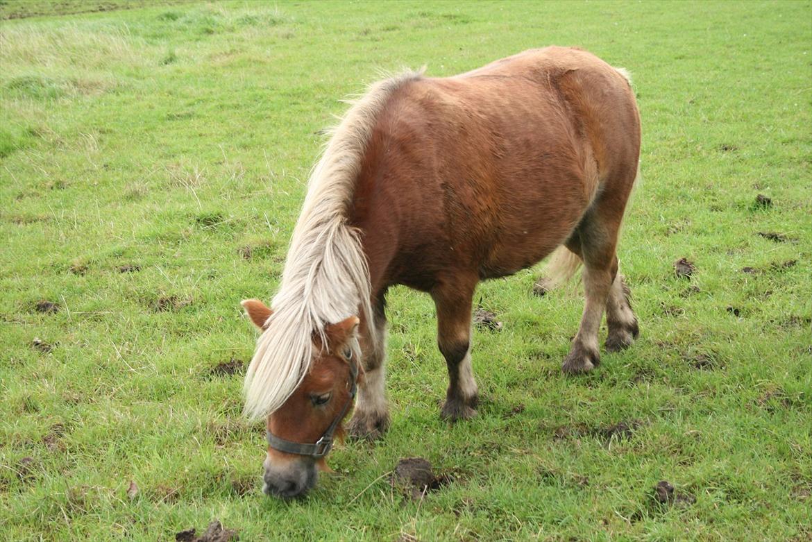 Shetlænder Tarzan billede 7