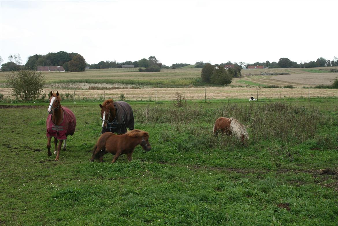 Shetlænder Tarzan billede 8