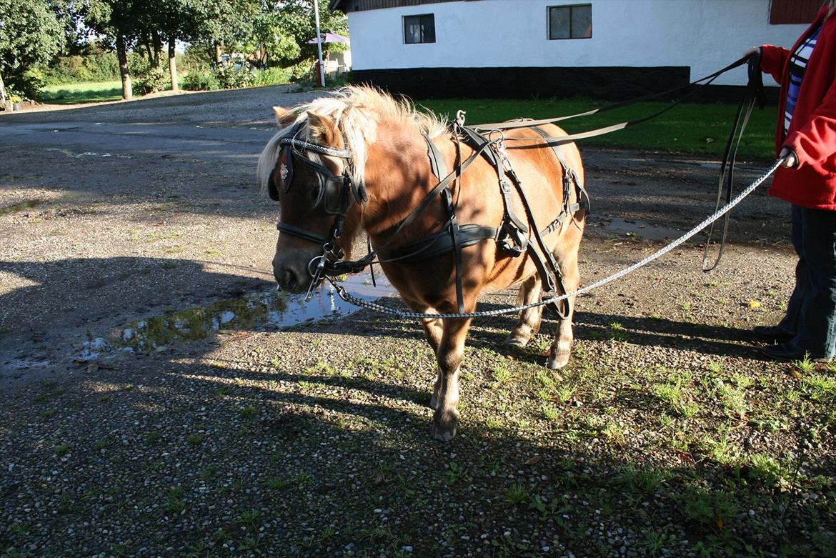 Shetlænder Tarzan billede 10