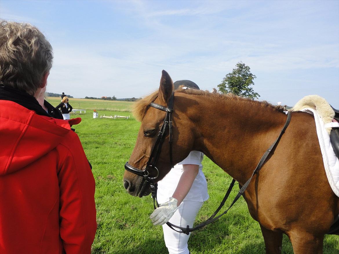 Anden særlig race Zephyr  - Klubmesterskab d. 3 sep. 2011.
LD1, 60%. billede 8