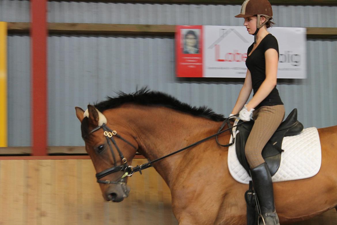 Dansk Varmblod Reynaldo *Stjernehesten* *På genoptræning* - Velkommen til Ranaldo's profil - de fleste billeder er lidt gamle , der kommer snart nye! Håber i tager godt imod ham! <3 billede 5
