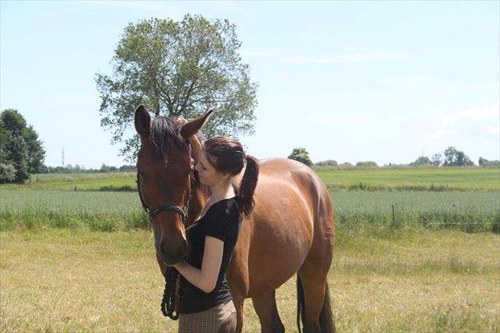 Dansk Varmblod Reynaldo *Stjernehesten* *På genoptræning* - I <3 U billede 6