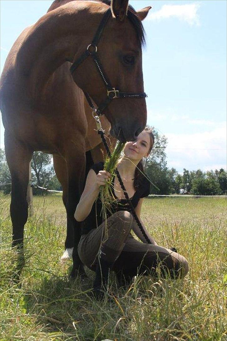 Dansk Varmblod Reynaldo *Stjernehesten* *På genoptræning* billede 9