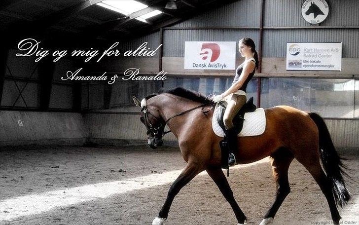 Dansk Varmblod Reynaldo *Stjernehesten* *På genoptræning* - Dig og mig foraltid!<3 billede 10