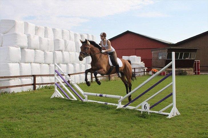 Dansk Varmblod Reynaldo *Stjernehesten* *På genoptræning* - Et lille spring :D<3 billede 12