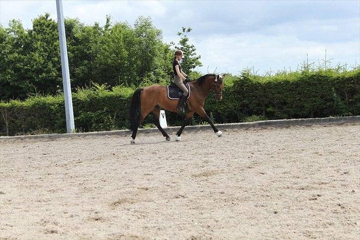 Dansk Varmblod Reynaldo *Stjernehesten* *På genoptræning* billede 13