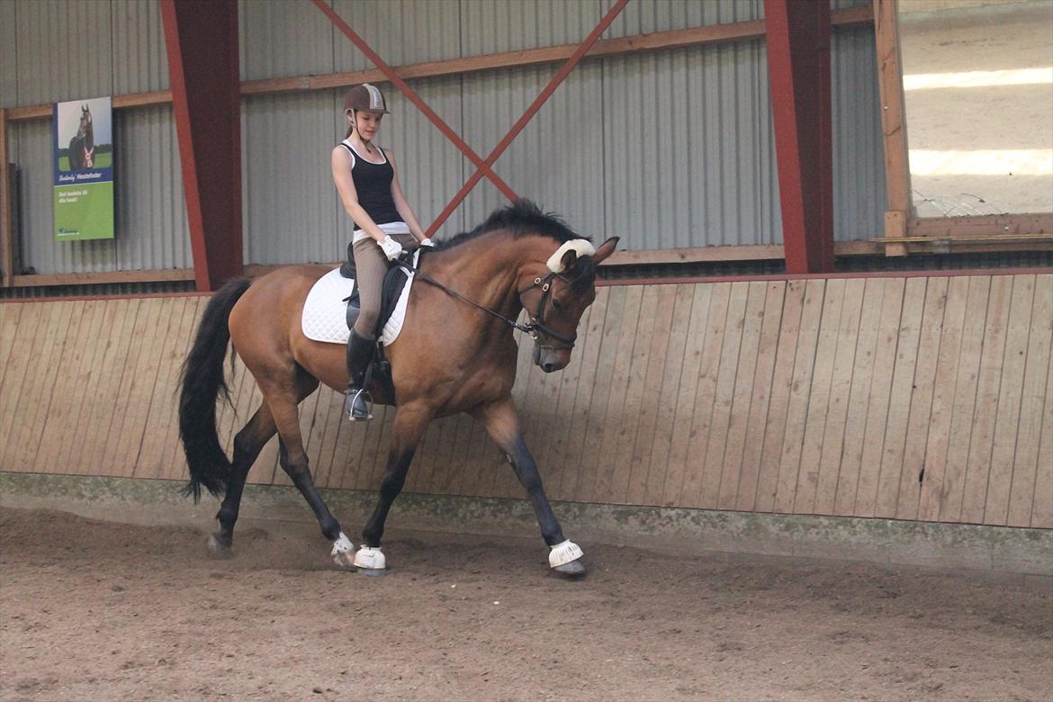 Dansk Varmblod Reynaldo *Stjernehesten* *På genoptræning* billede 15