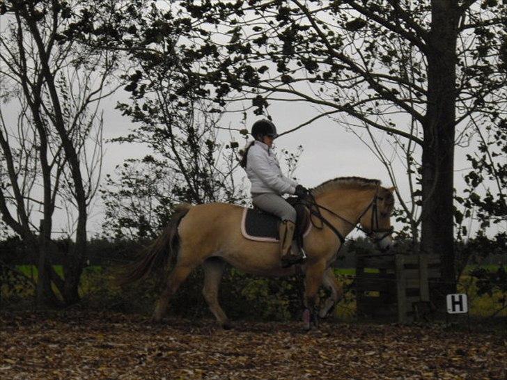 Fjordhest Nette <3 (mor til Molli) •himmelpony• - <3 billede 19