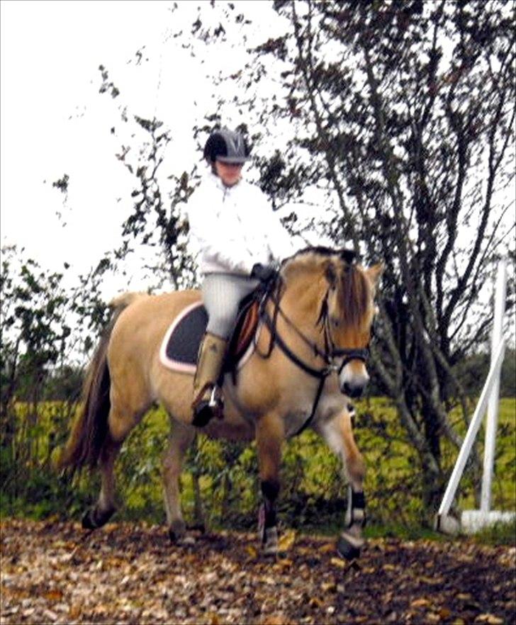 Fjordhest Nette <3 (mor til Molli) •himmelpony• - :P billede 20