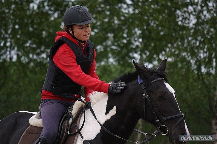 Hollandsk Sportspony Kees * SOLGT* - Min stjerne, for altid! billede 19
