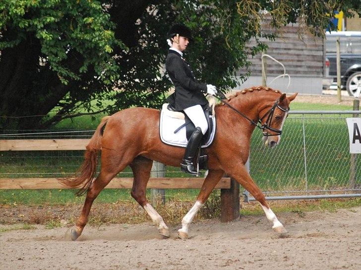 Tysk Sportspony Vanja 2 *Halv A-pony* - Ågerrupgaard Landsstævne :)))) billede 14