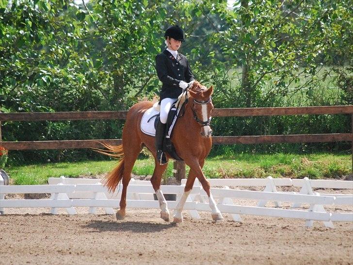 Tysk Sportspony Vanja 2 *Halv A-pony* - Ågerrupgaard Landsstævne :)))) billede 15