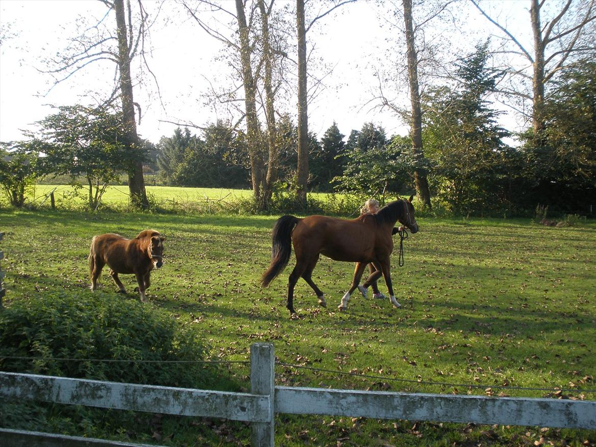 Arabisk fuldblod (OX) Aminhe billede 14