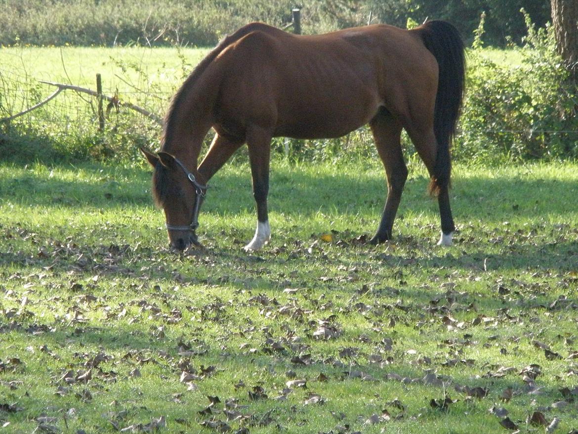 Arabisk fuldblod (OX) Aminhe billede 15