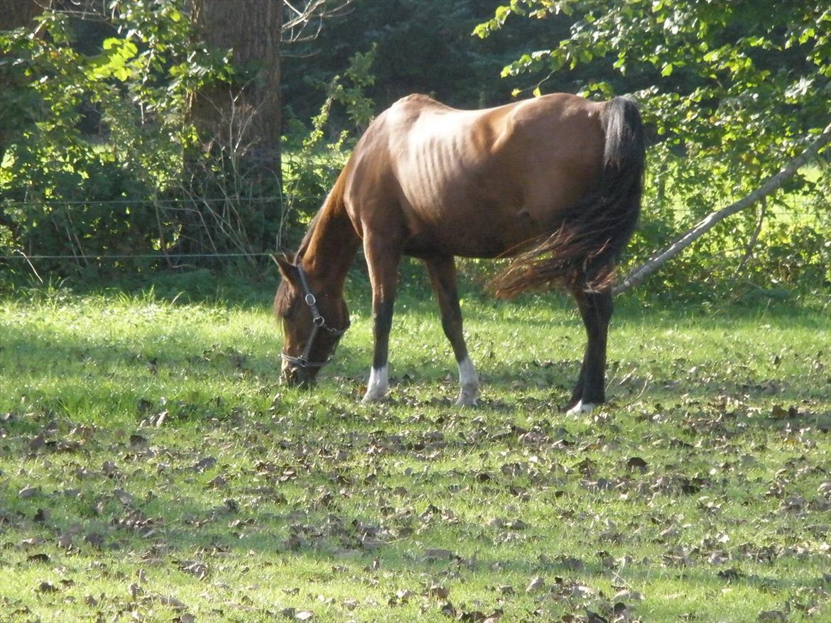 Arabisk fuldblod (OX) Aminhe billede 16