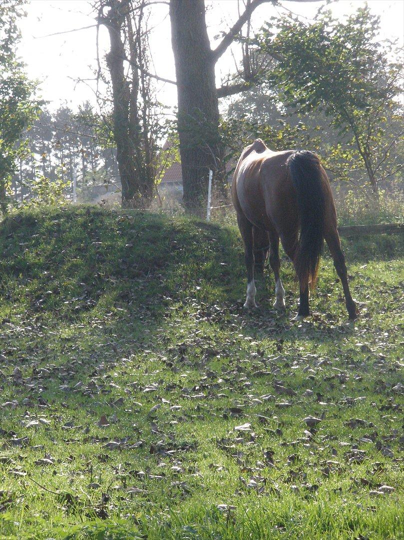 Arabisk fuldblod (OX) Aminhe billede 17