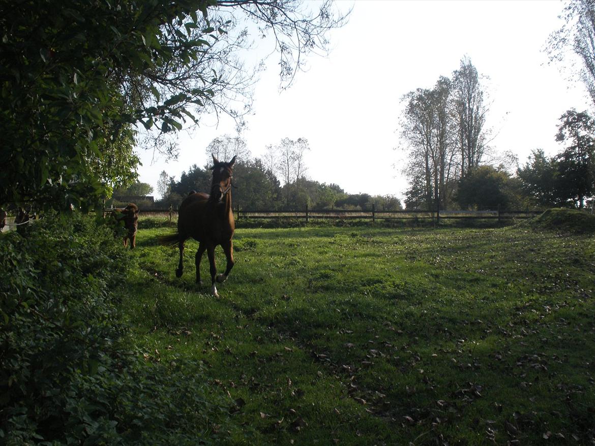 Arabisk fuldblod (OX) Aminhe billede 18