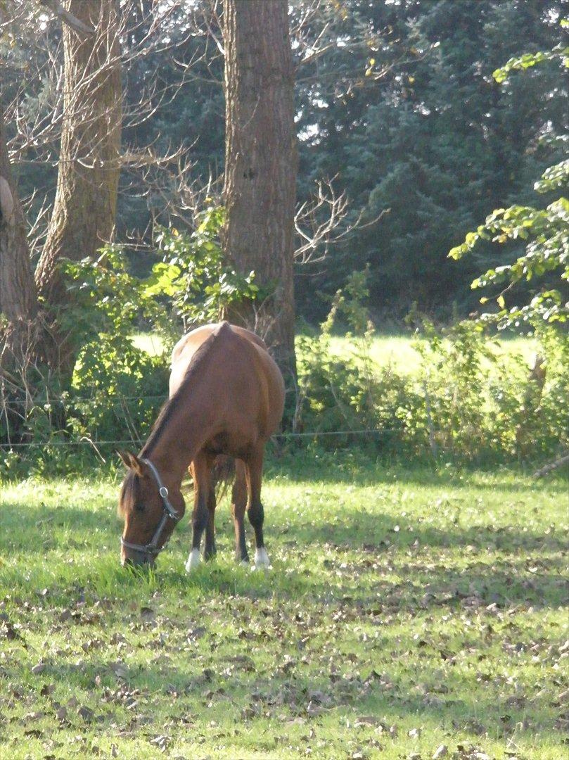 Arabisk fuldblod (OX) Aminhe billede 19
