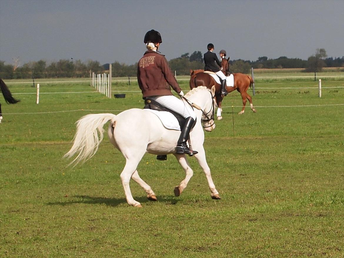 Anden særlig race Kenzo A-PONY - Mie og Kenzo i Padborg. billede 5