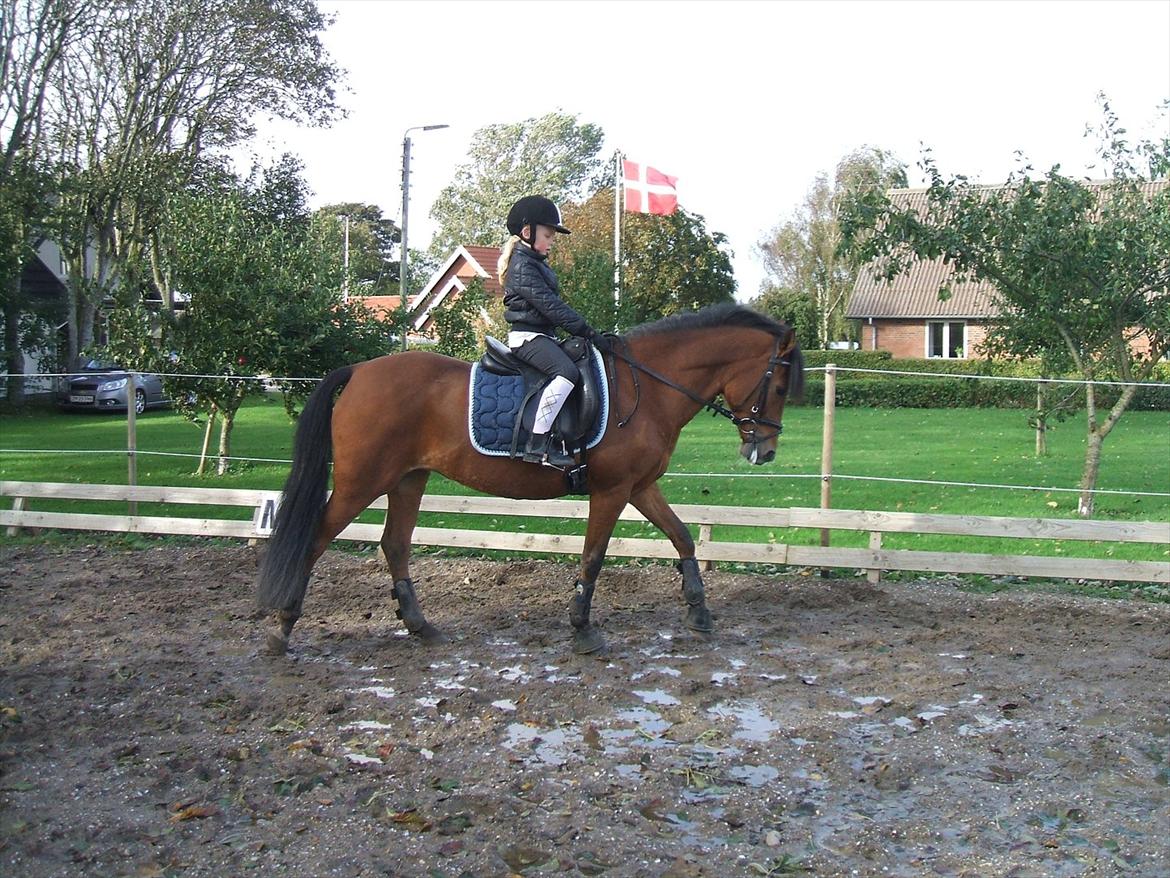 DSP Stidsbjergs Chasmin <3 Solgt. - 1. gang Chasmin med hendes nye ejer Andrea. :) 
14. september 2011 billede 20