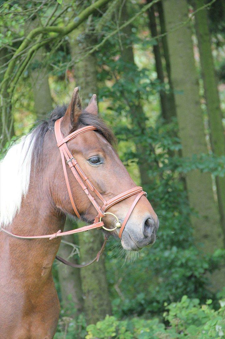 Anden særlig race Vedhaugegårds High Five SOLGT billede 1