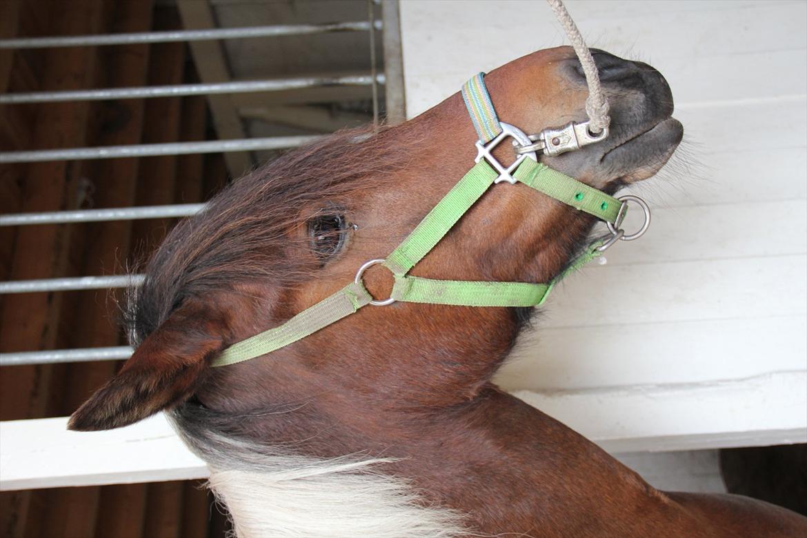 Anden særlig race Vedhaugegårds High Five SOLGT billede 2