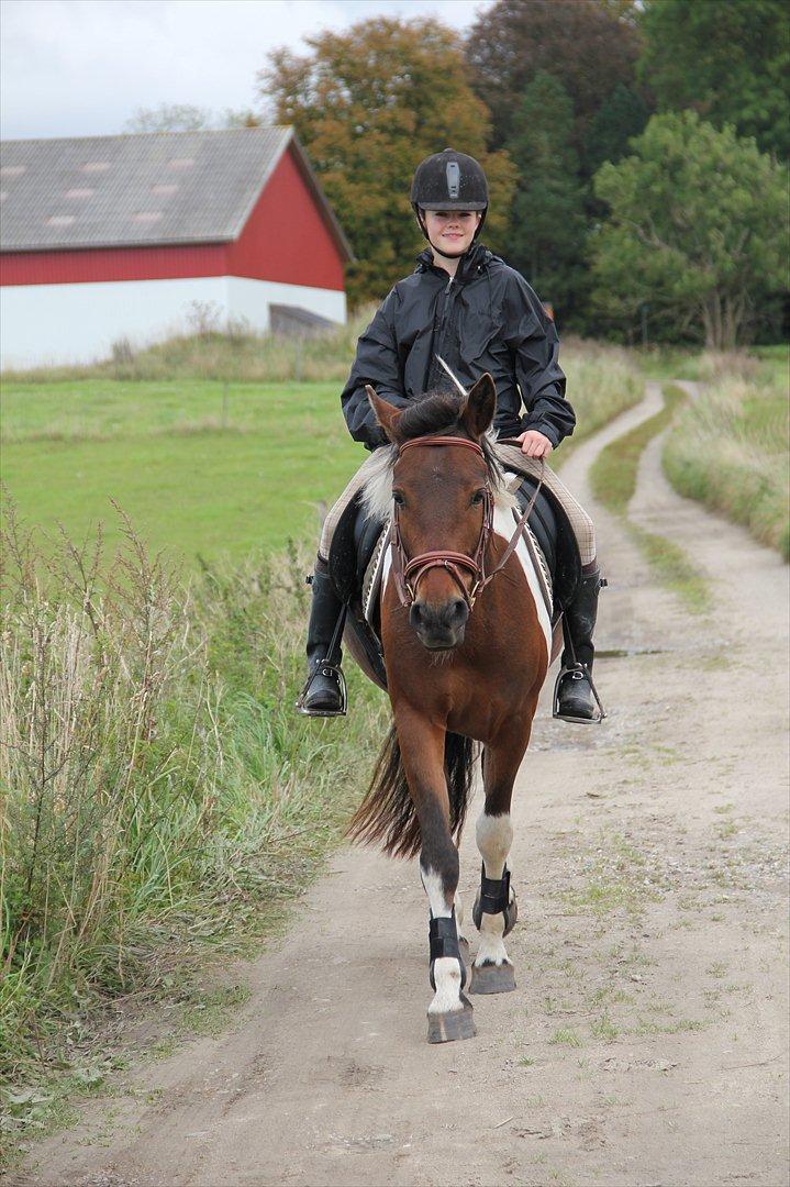 Anden særlig race Vedhaugegårds High Five SOLGT billede 3