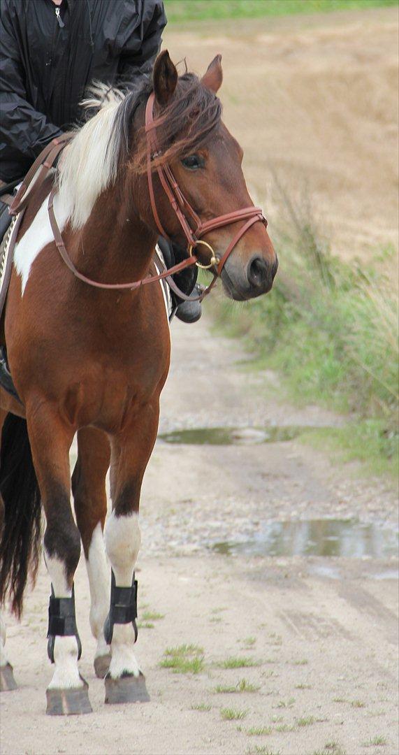 Anden særlig race Vedhaugegårds High Five SOLGT billede 4