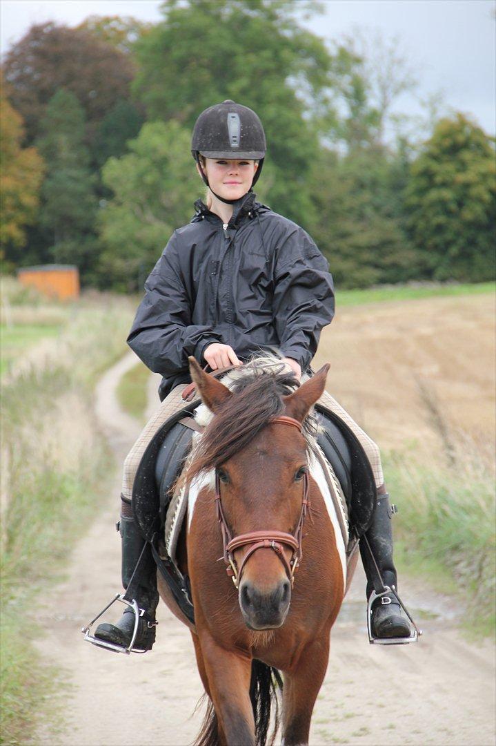 Anden særlig race Vedhaugegårds High Five SOLGT billede 5